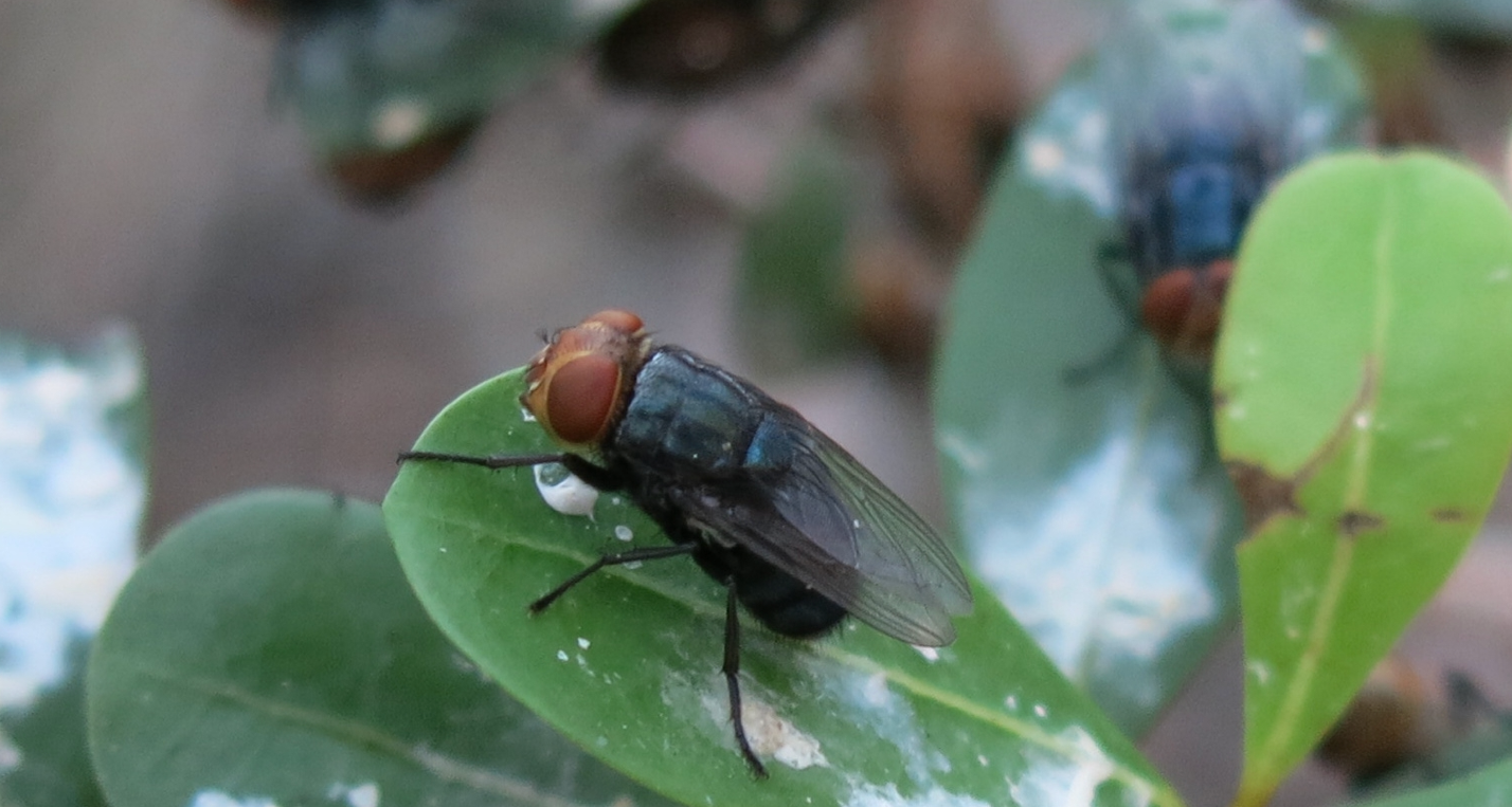 Adult New World screwworm fly, Cochliomyia hominivorax