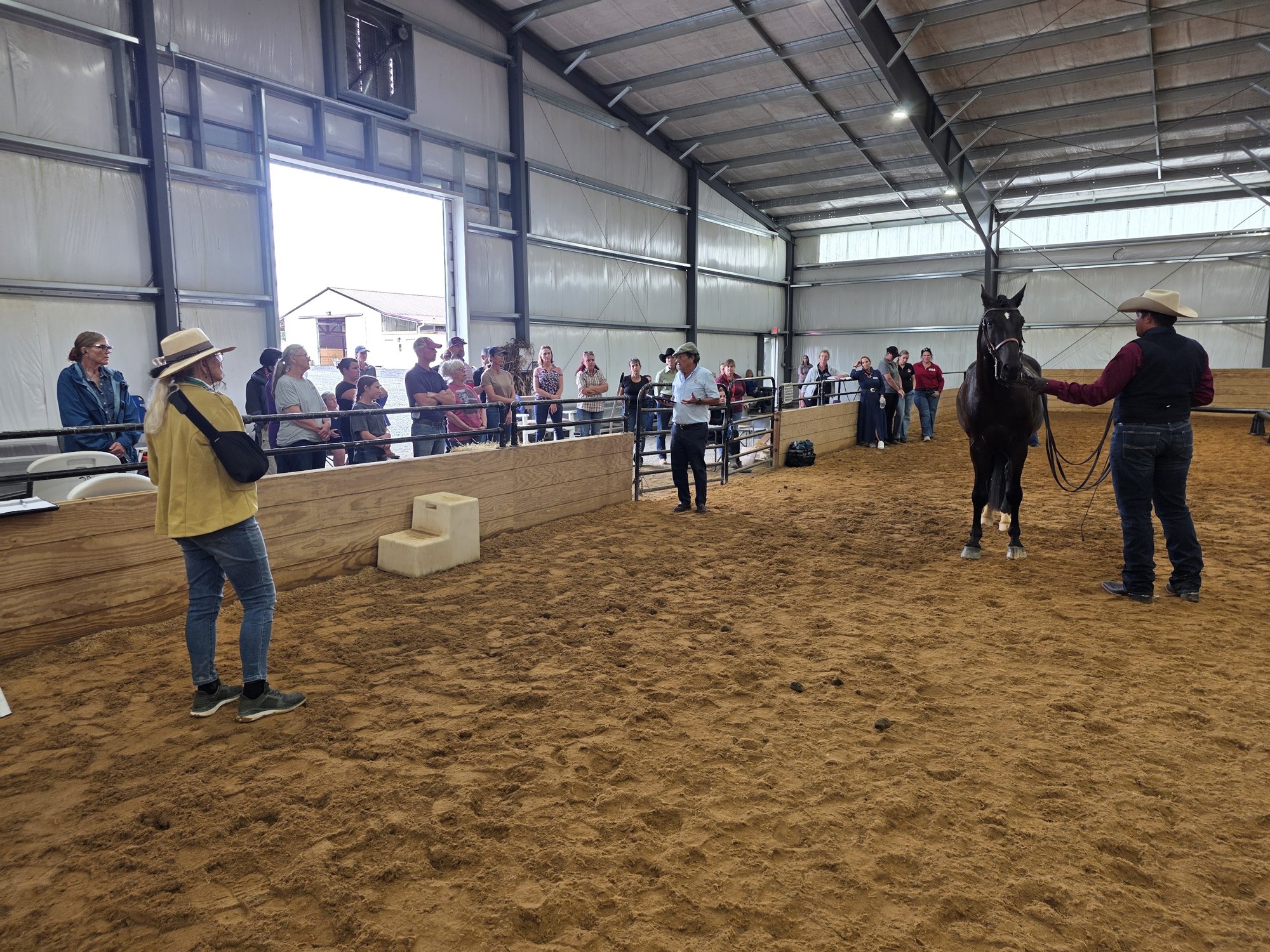 A horse standing for inspection at Three Bulls Farm while spectators watch from the rail