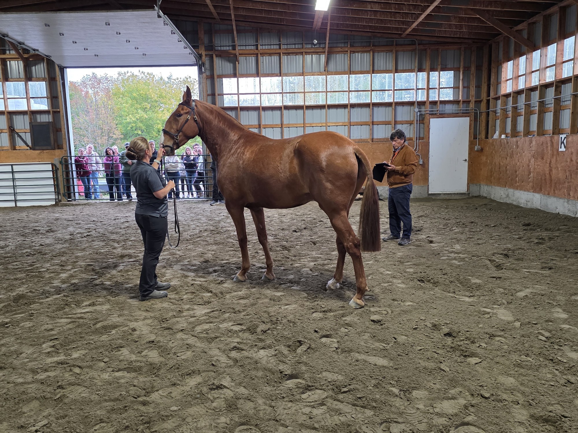 João Ralão Duarte with a horse and handler at Keberica Lusitano in Québec
